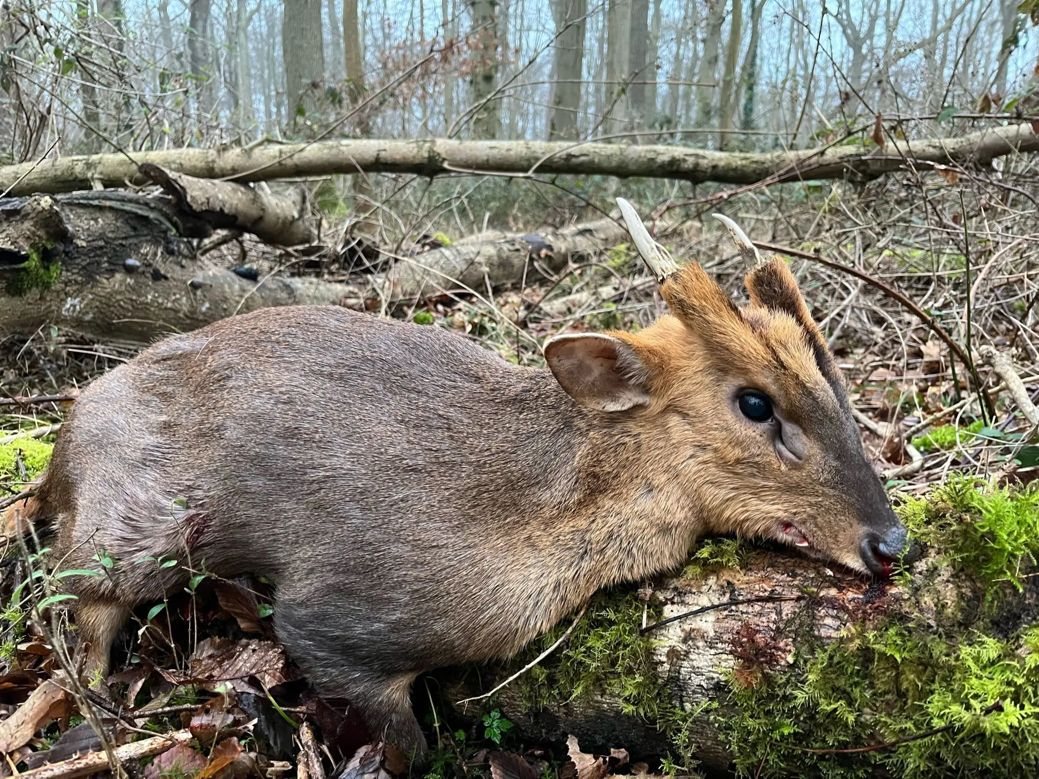 Barking deer in Englad
